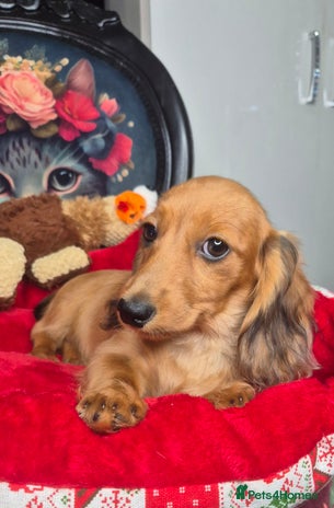 Miniature Dachshund dogs in Milton Keynes - Advert 2