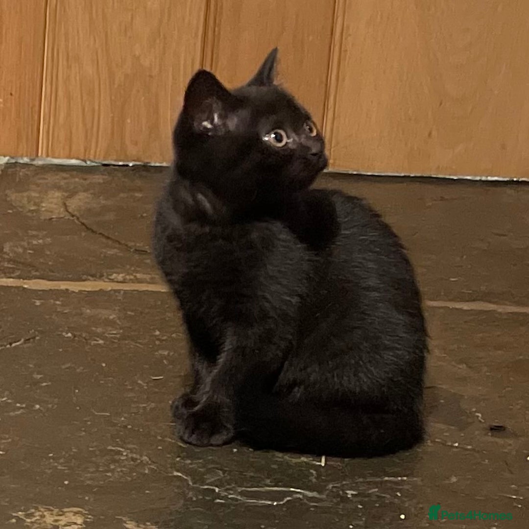 British Shorthair cats for sale: GCCF Pedigree Kittens - Ready Now - Image 7