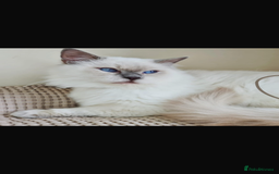 Ragdoll cats for sale: Adorable blue eyed babies - Advert 5