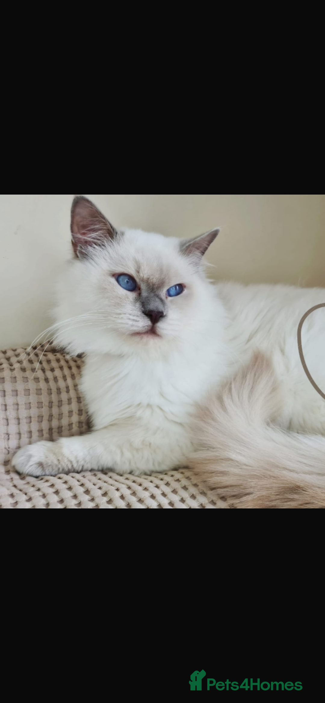 Ragdoll cats for sale: Adorable blue eyed babies - Advert 5