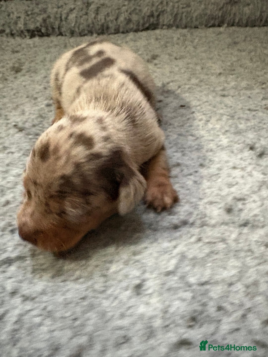 Dachshund dogs for sale: Cross miniature dachshund puppies - Image 8