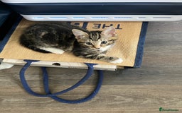 British Shorthair cats for sale: Playful kittens ready for loving homes - Image 5