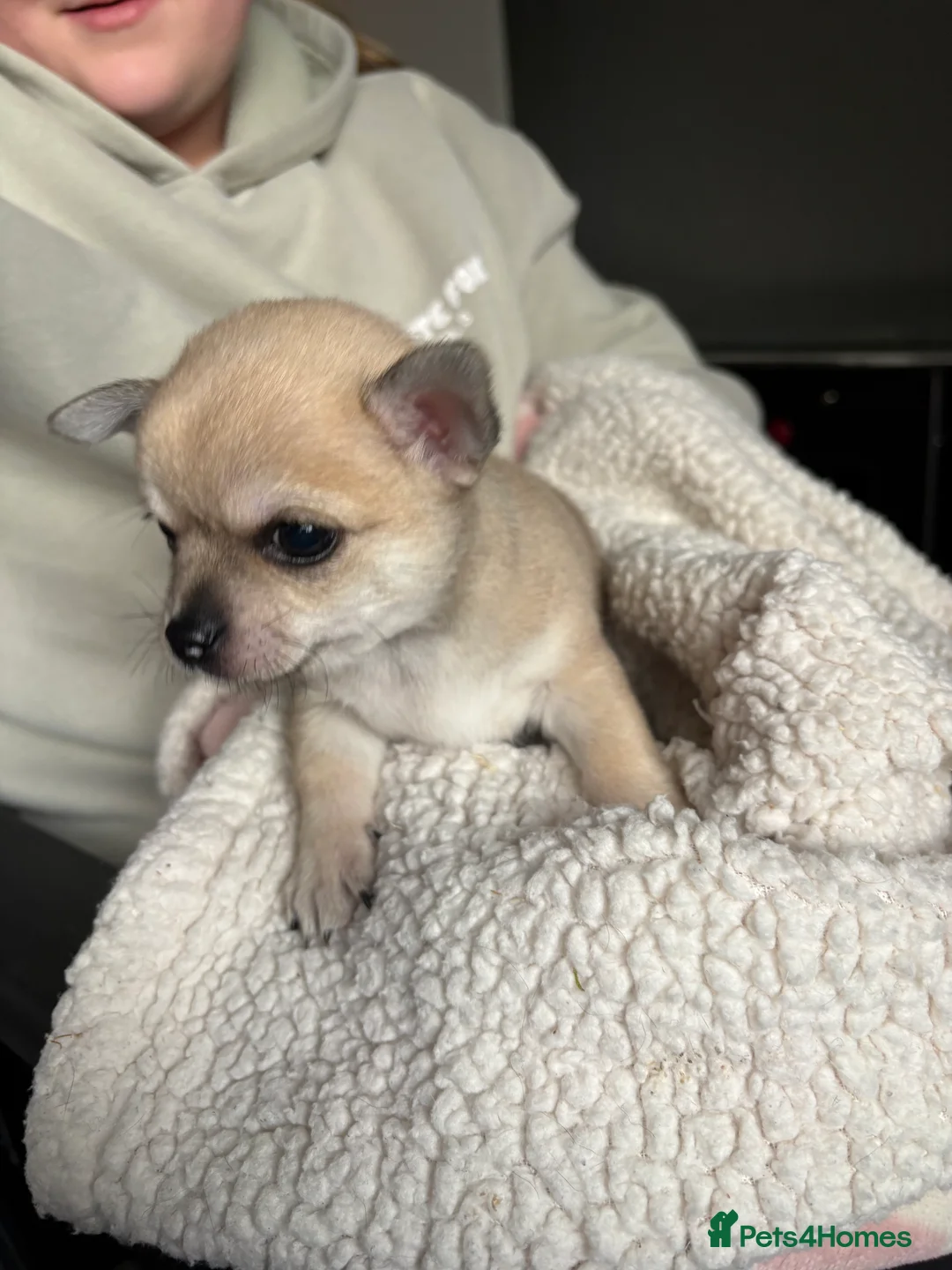 Chihuahua dogs for sale: Gorgeous chihuahua for sale ready now - Advert 7