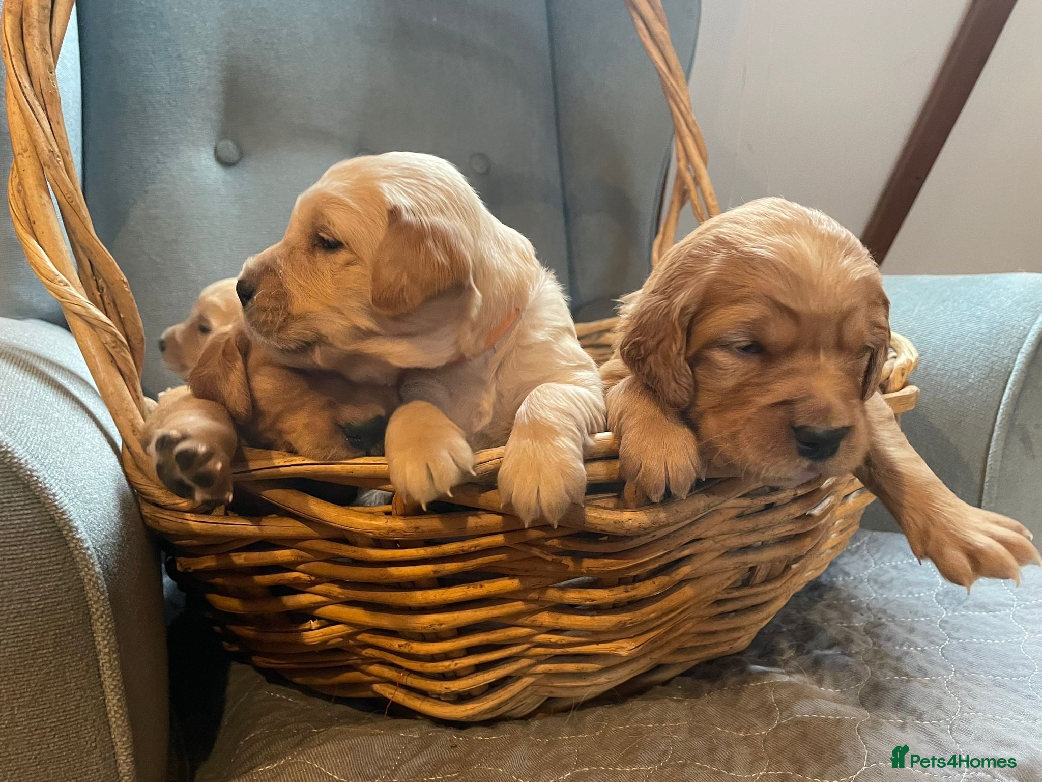 Golden Retriever dogs KC Regisrered and tested Golden Retreivers - Advert 8