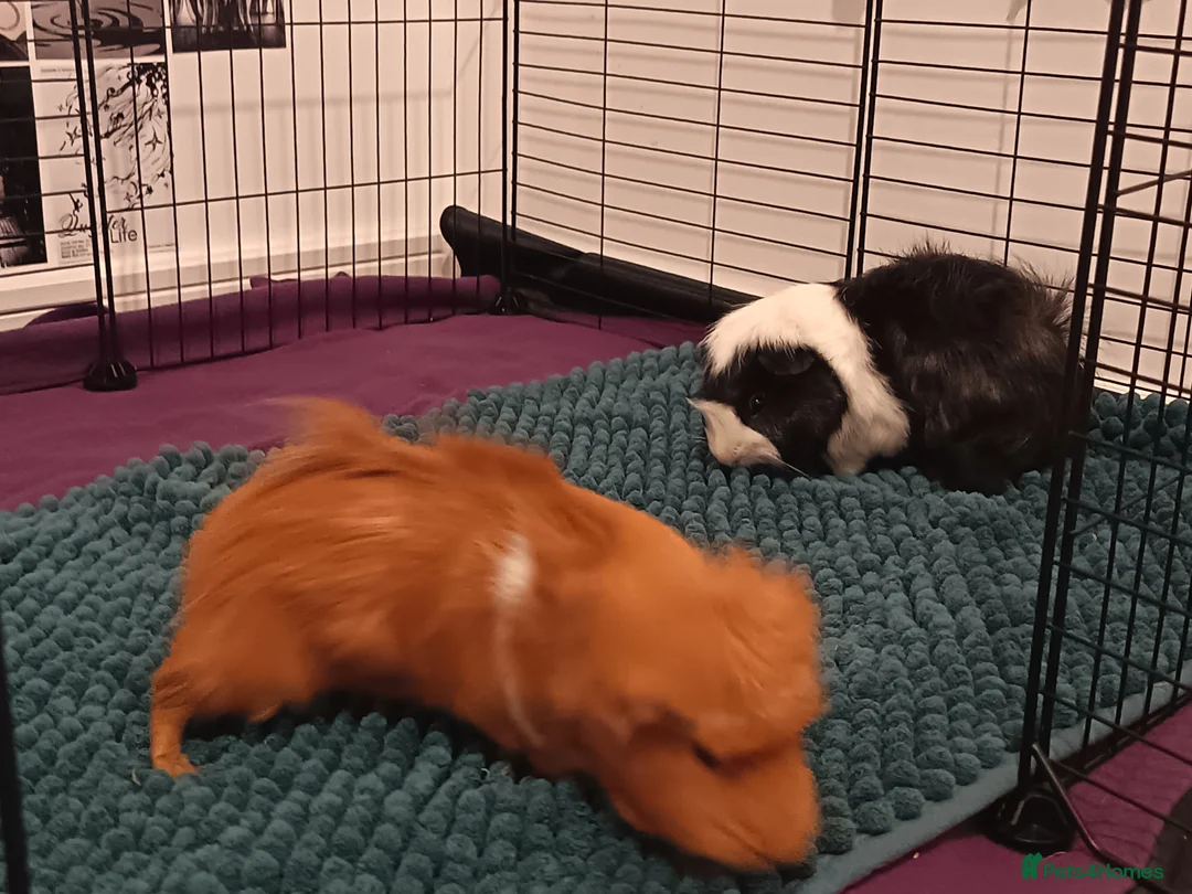 Guinea Pig rodents for sale: 2 lovely male guinea pigs 🐹 (with equipment)  - Advert 6