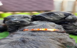 Russian Black Terrier dogs for sale: Russian Black Terrier  - Image 12