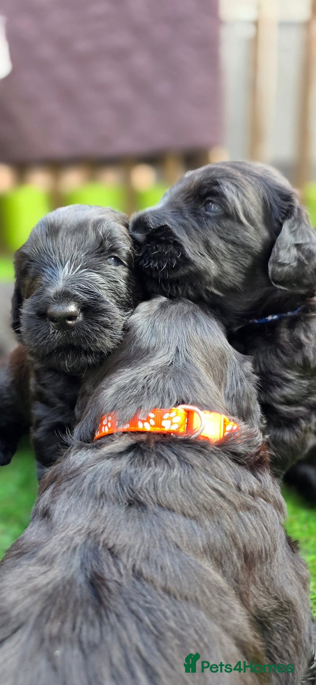 Russian Black Terrier dogs for sale: Russian Black Terrier  - Image 12