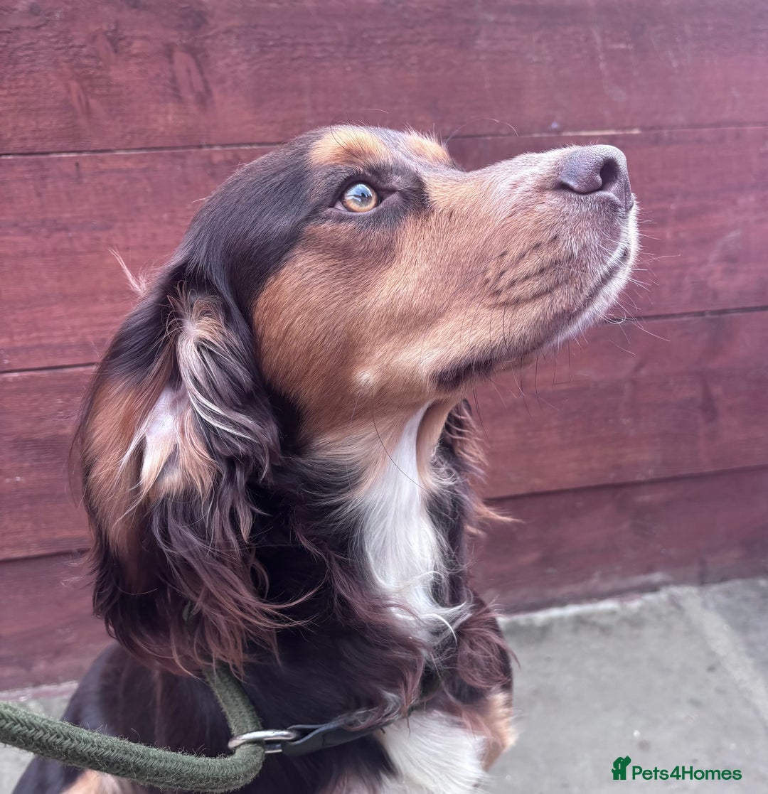 Cocker Spaniel dogs for stud: Cocker spaniel for stud  - Image 1
