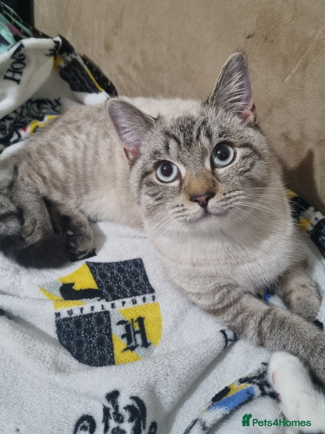 Mixed Breed cats for sale: 5 cute kittens available  - Advert 6