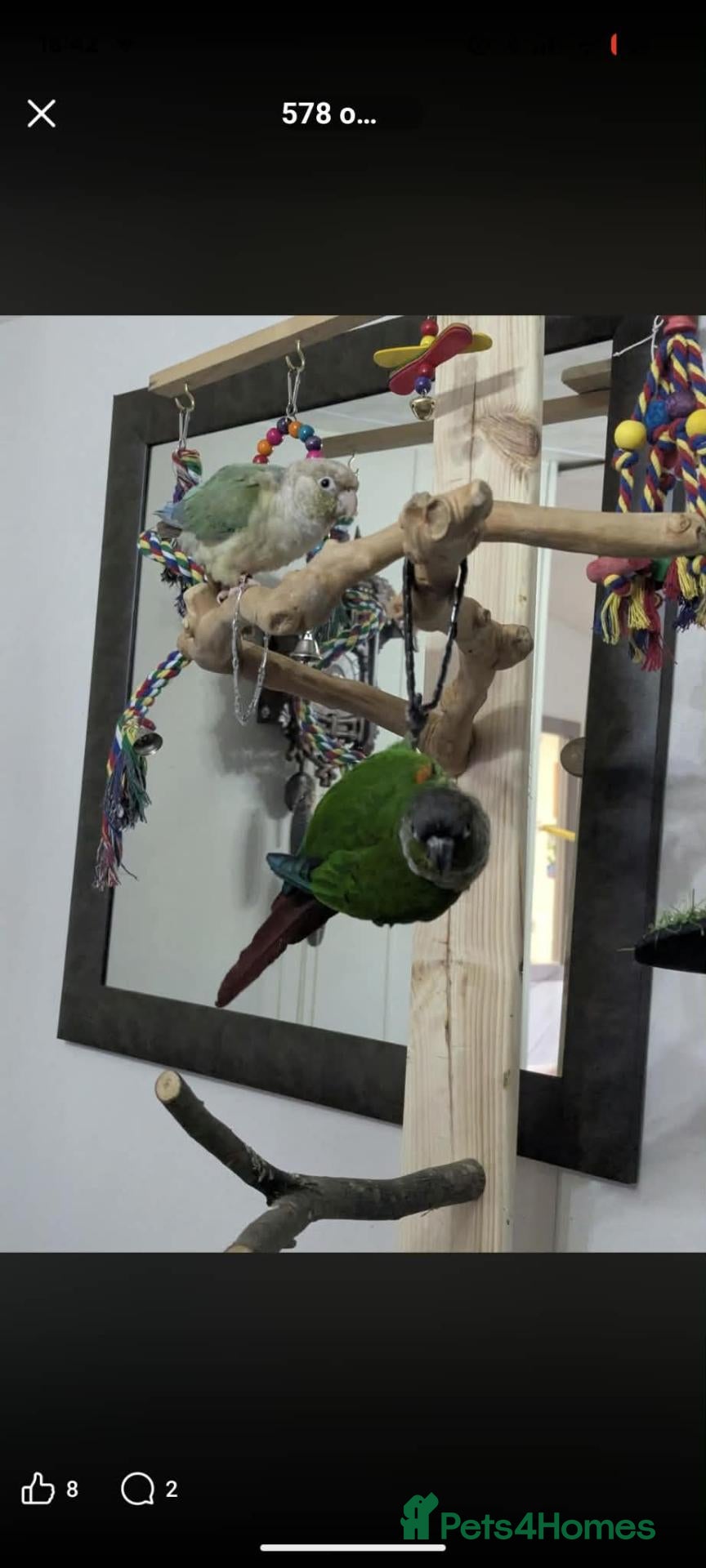 Conures birds Bonded Pair of Conures (Green Cheek & Pineapple) - Advert 1