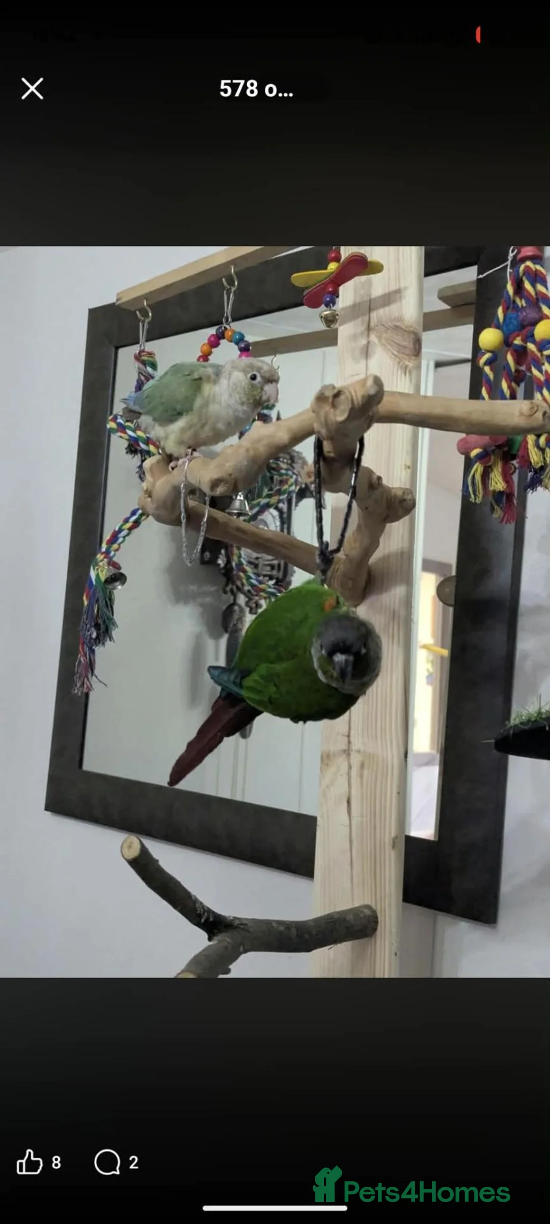 Conures birds for sale: Bonded Pair of Conures (Green Cheek & Pineapple) - Advert 2