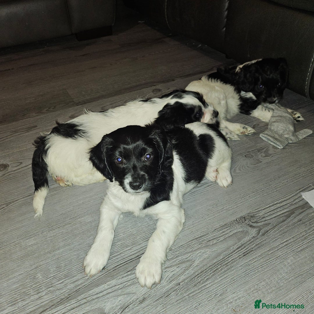 Mixed Breed dogs for sale: Two little black and white male pups left  - Advert 2