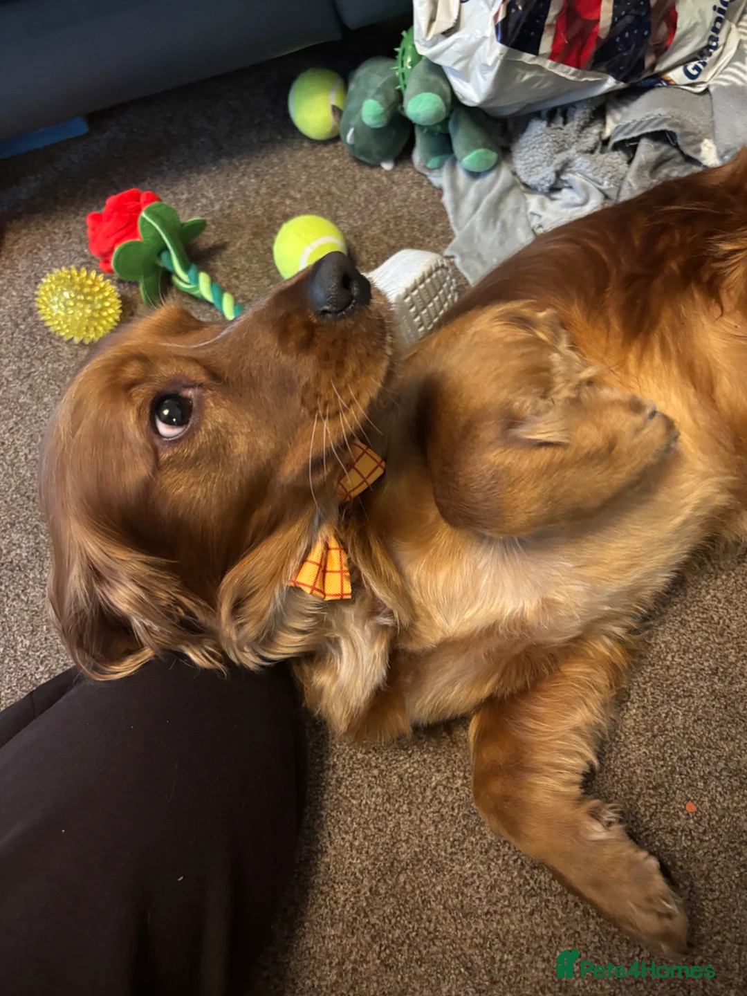 Cocker Spaniel dogs for sale: Ralph in Heywood - Advert 2
