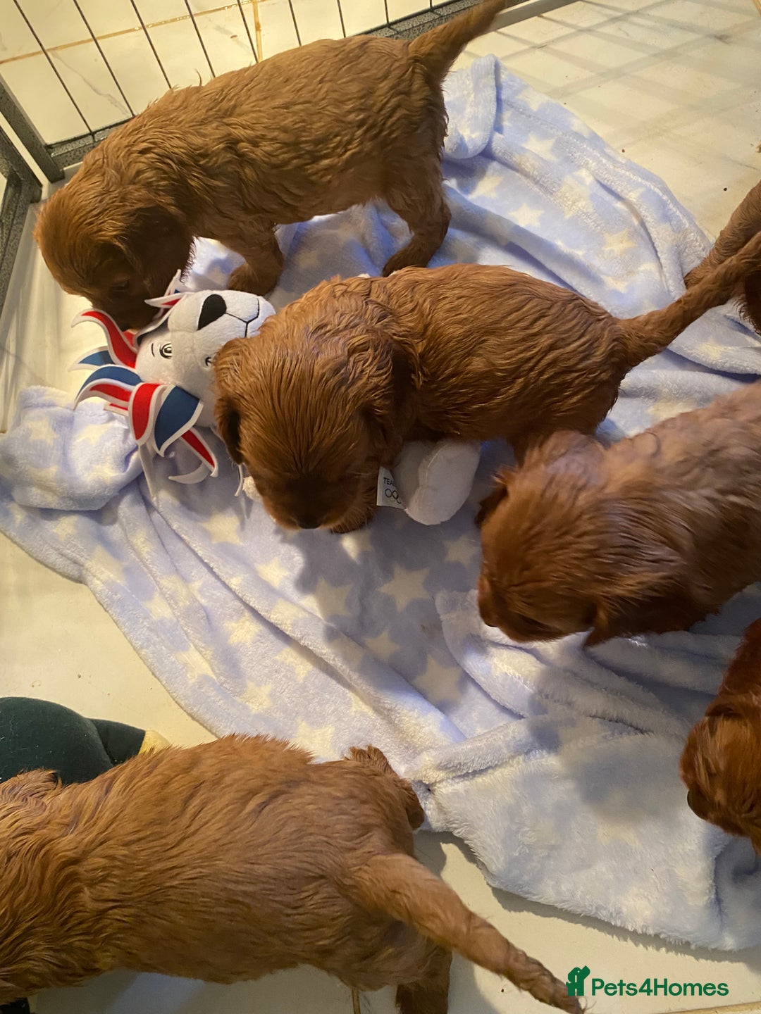 Cockalier dogs for sale: F1 fox red cockalier. girls and boys available - Image 3
