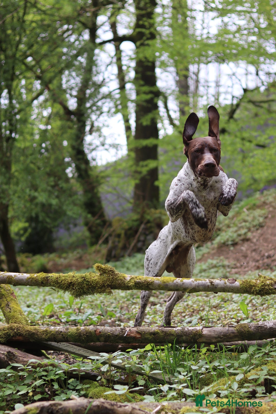 German Shorthaired Pointer dogs for stud: KC GSP Stud – Stunning, Strong, Smart - Image 6