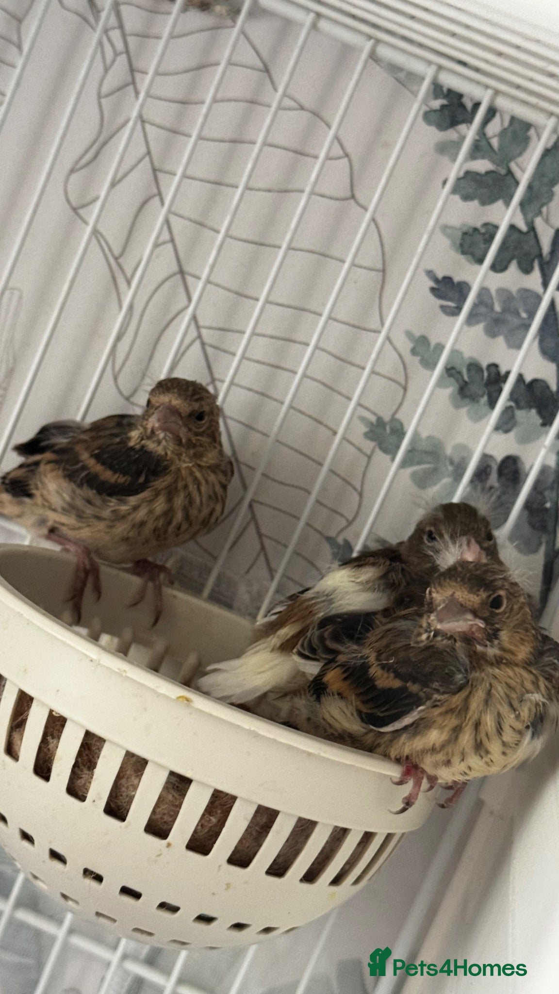 Finches birds Mules  - Advert 18