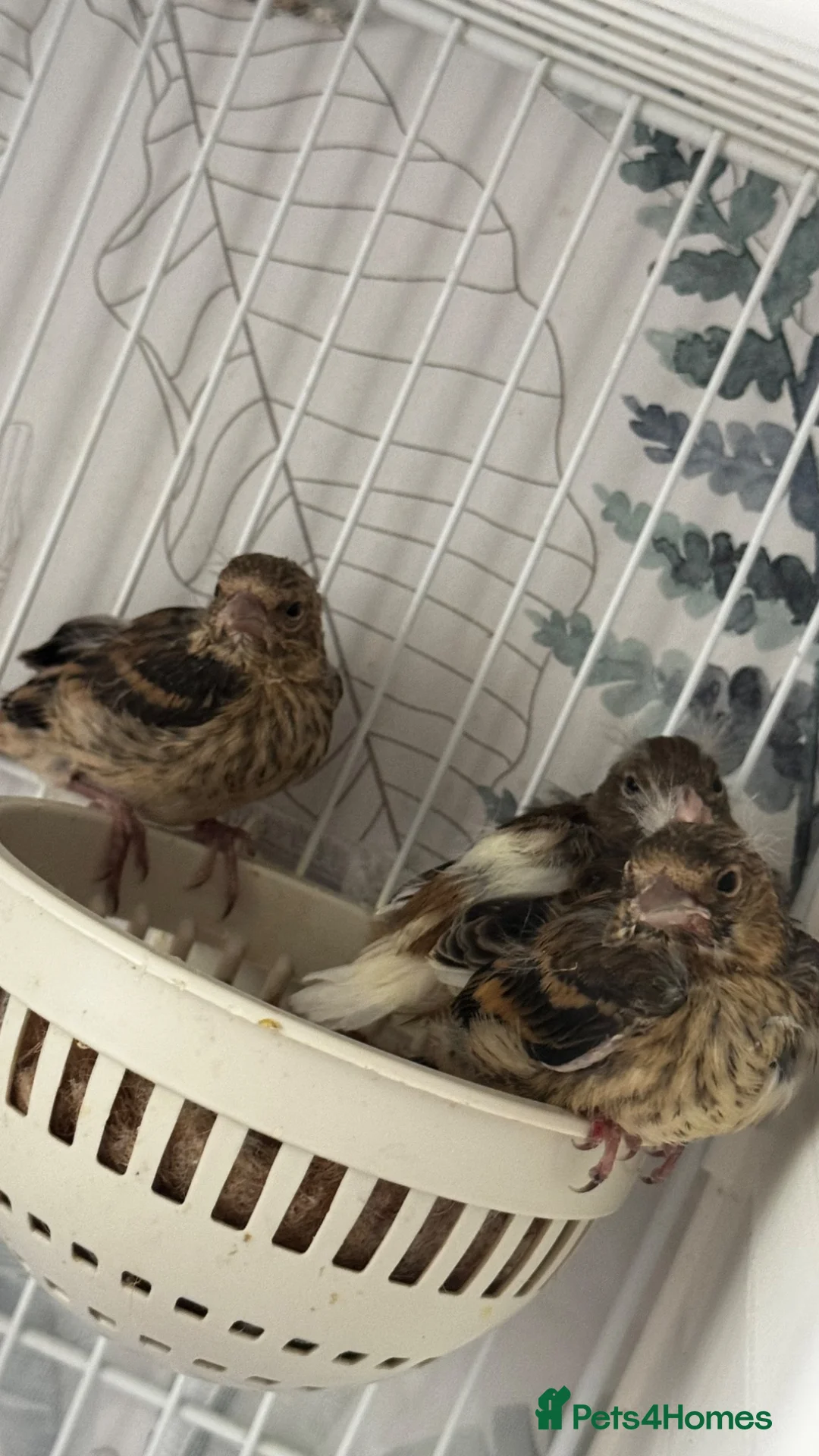 Finches birds for sale: Mules  in Hemel Hempstead - Advert 1