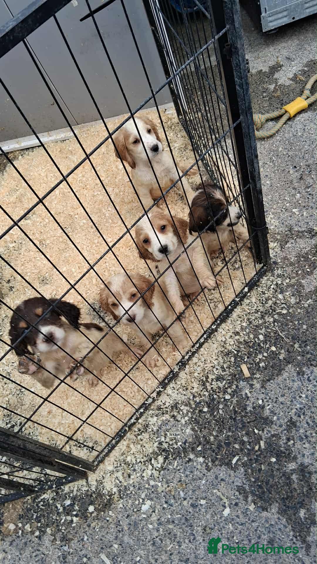 Cocker Spaniel dogs for sale: Cocker spaniel Boys - Image 13