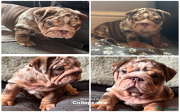 English Bulldog dogs for sale: English bulldog puppies - Image 33