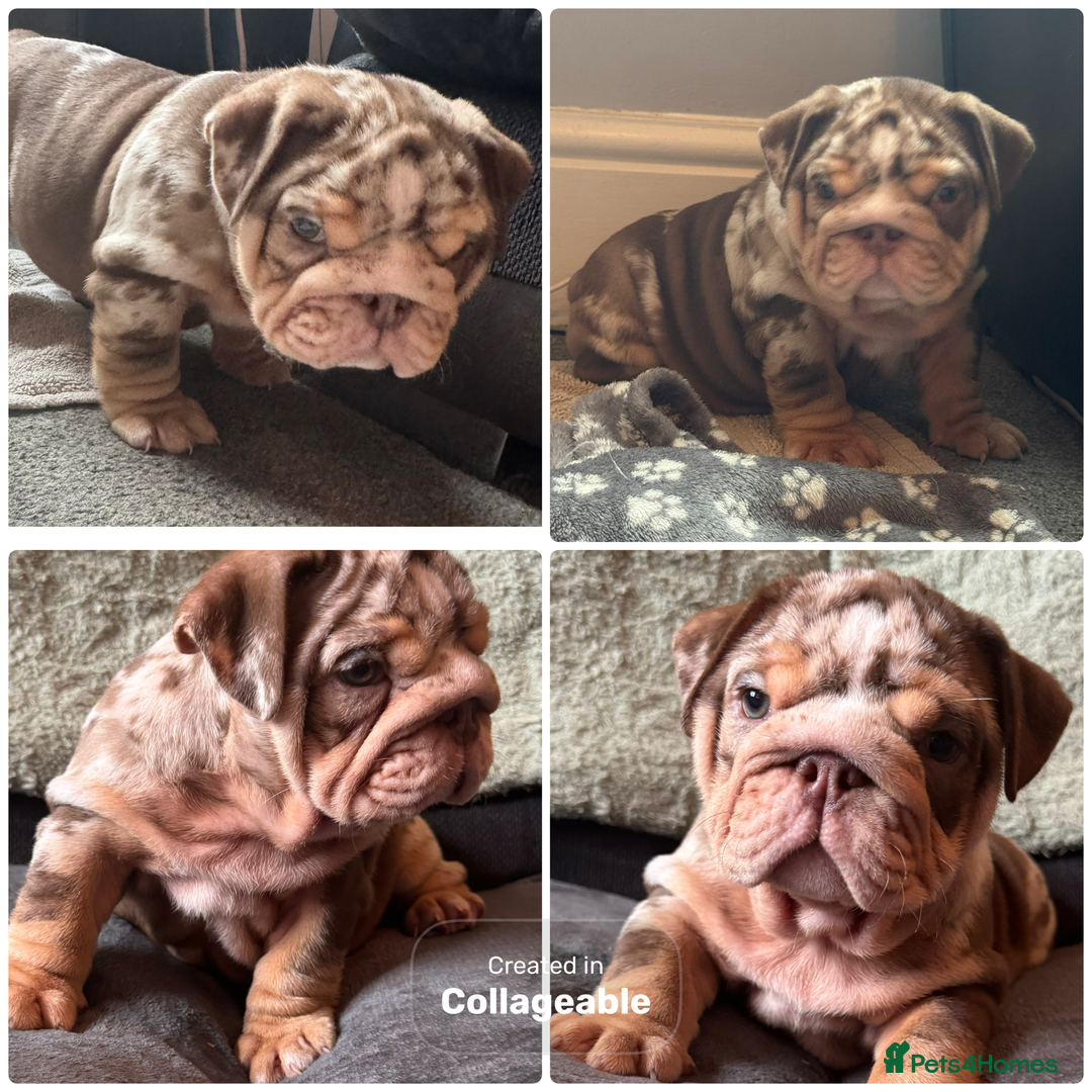 English Bulldog dogs for sale: English bulldog puppies - Image 33
