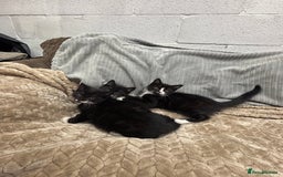 British Longhair cats for sale: 3 beautiful kittens - Image 12