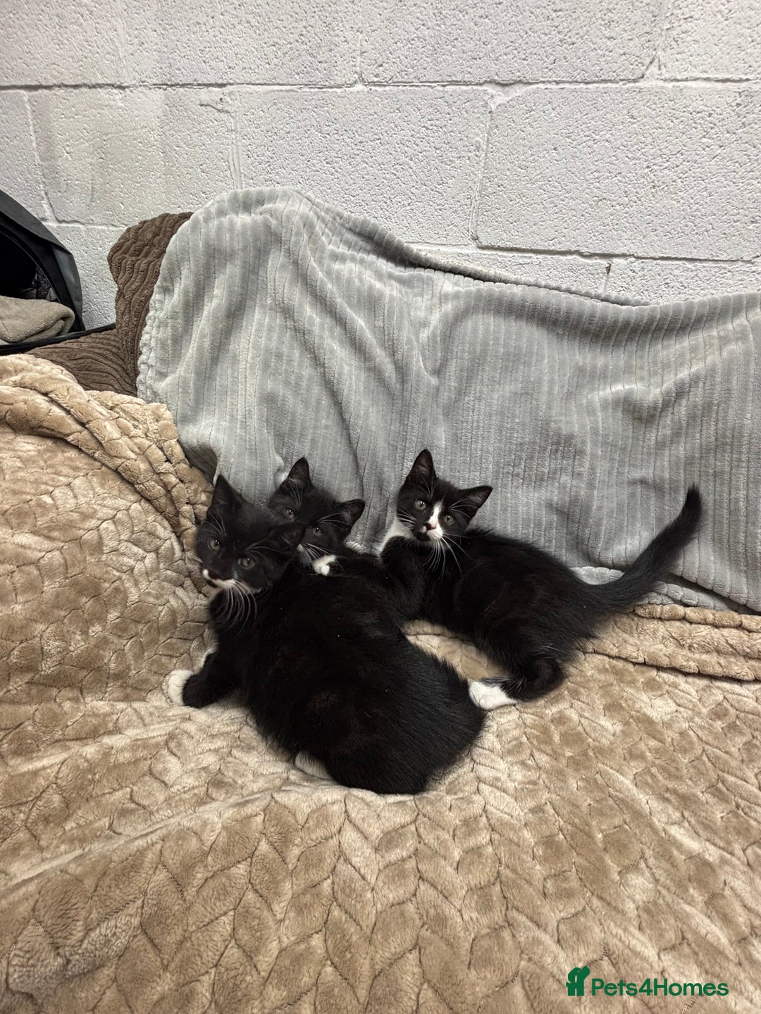 British Longhair cats for sale: 3 beautiful kittens - Image 12