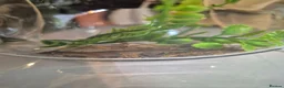 Gecko reptiles for sale: 2x mourning geckos and full setup  - Advert 9