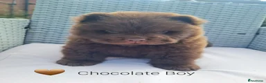 Chocolate boy