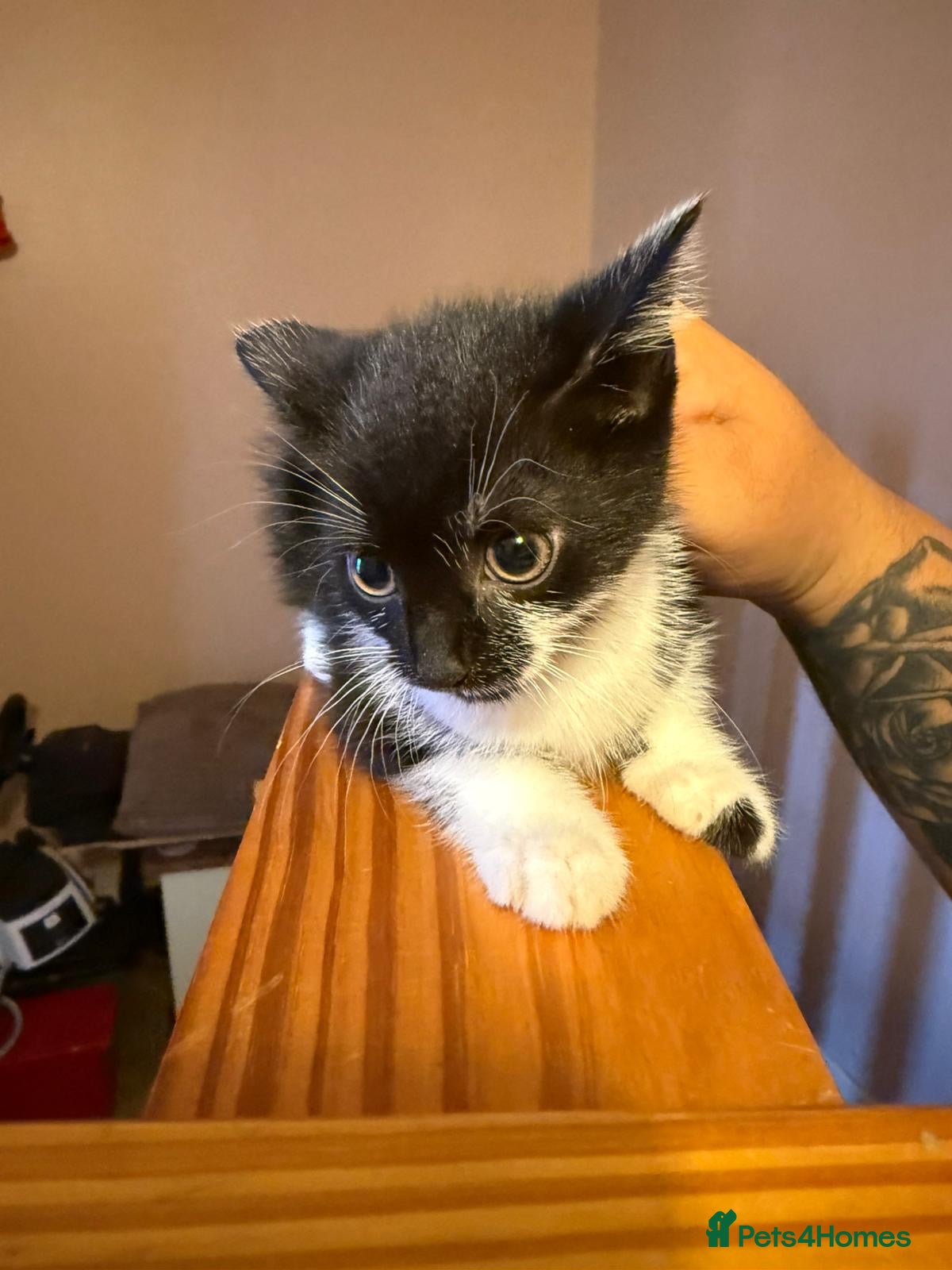 Mixed Breed cats for sale: Kittens for sale  in London - Advert 1
