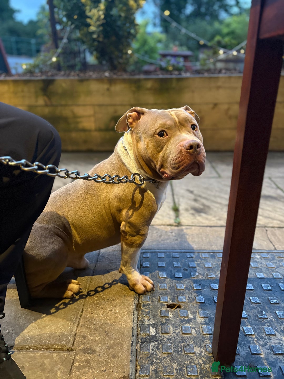 American Bully dogs for stud: ABKC Stunning Male Bully (BUDDY🐶) - Image 3