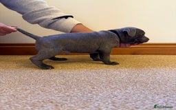 Staffordshire Bull Terrier dogs for sale: Gorgeous KC Reg/Health Tested Blue SBT Puppies - Image 16