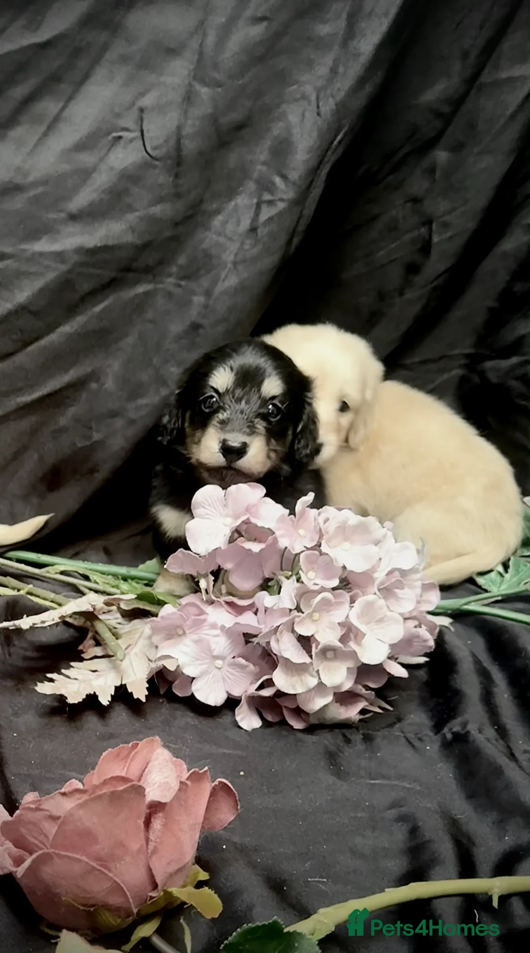 Miniature Dachshund dogs for sale: English cream miniature dachshund kc reg - Advert 30