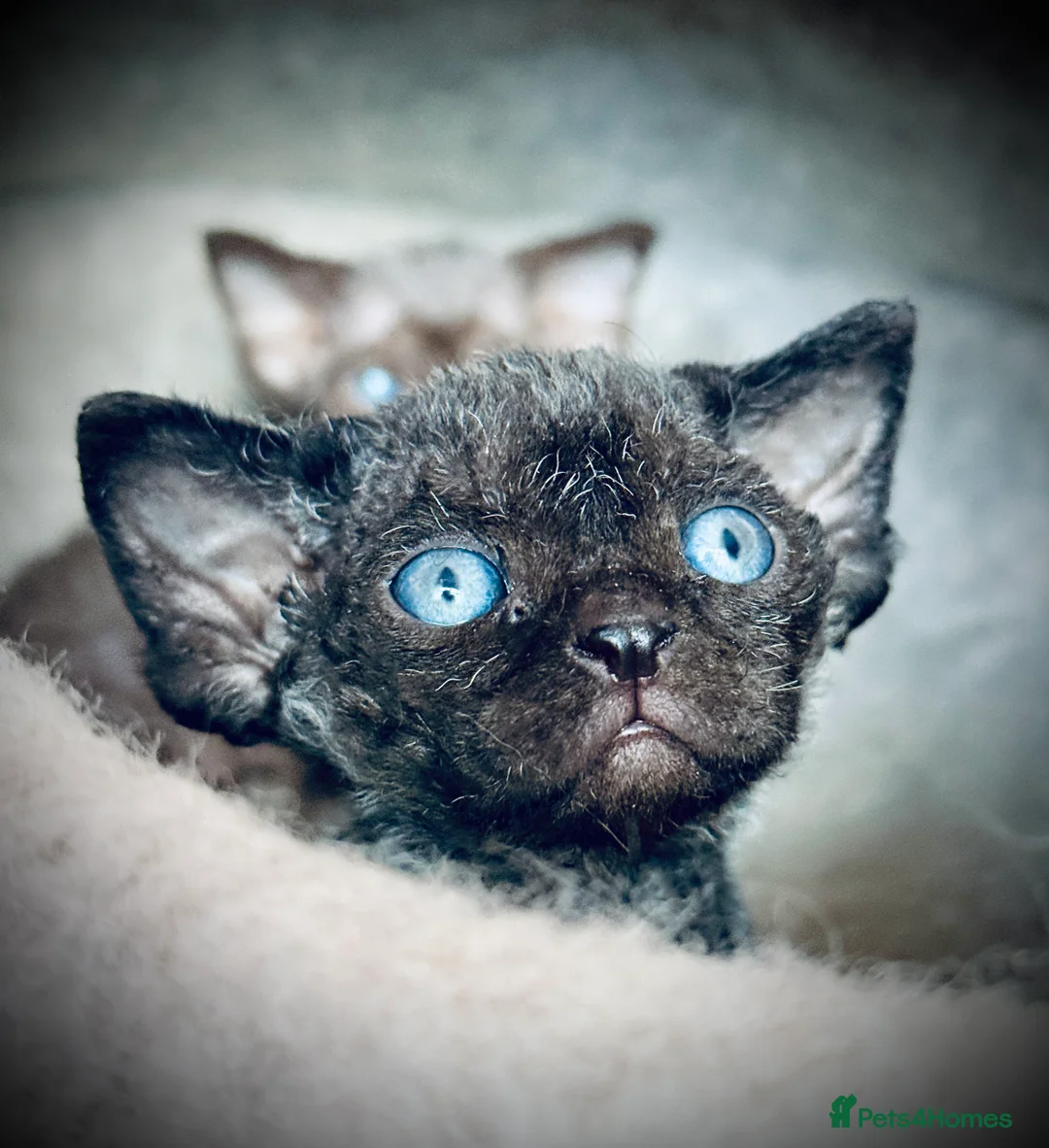 Devon Rex cats for sale: Devon Rex Kittens –GCCF Last kitten available BOY  - Advert 2