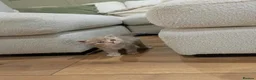 British Shorthair cats for sale: Rare colours British Kittens, ready soon.  - Advert 18
