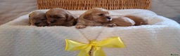 Cavapoo dogs for sale: Beautiful Cavapoo Puppies - Advert 4