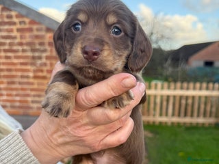 Miniature Dachshund dogs Long haired miniature dachshund litter - Advert 17