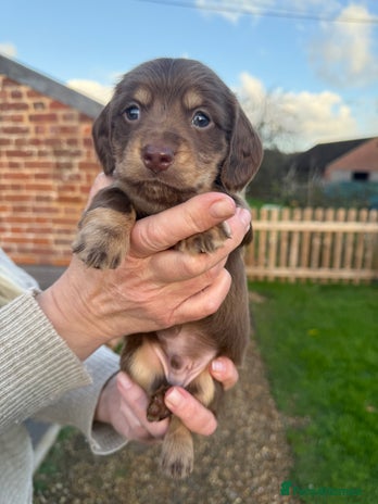 Miniature Dachshund dogs Long haired miniature dachshund litter - Advert 3