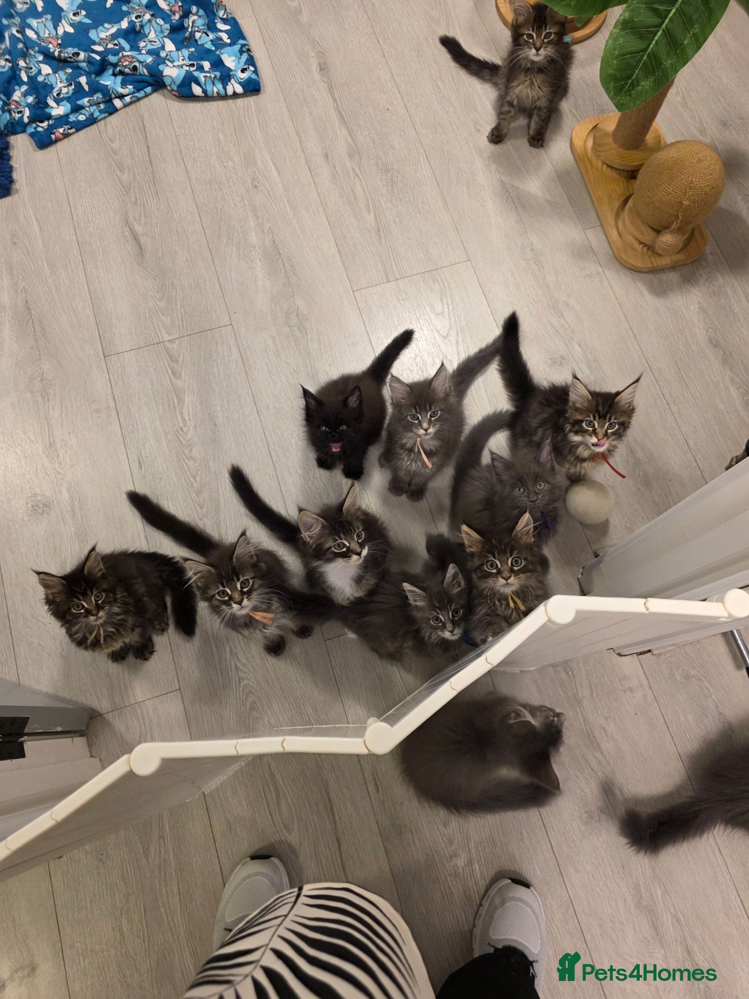 Maine Coon cats Maine coon kittens - Advert 1