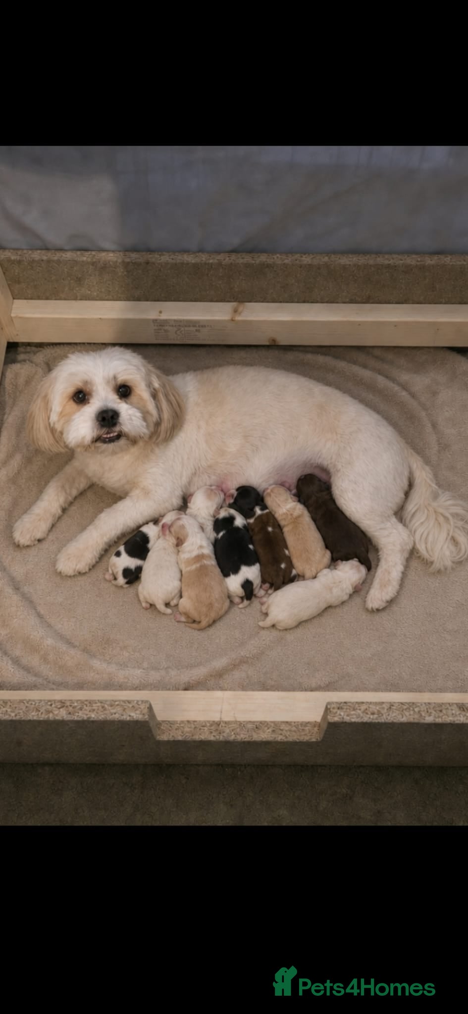 Lhasa Apso dogs KC REG LHASO APSO PUPS  - Advert 5