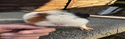 Guinea Pig rodents for sale: Guinea pigs - Advert 7