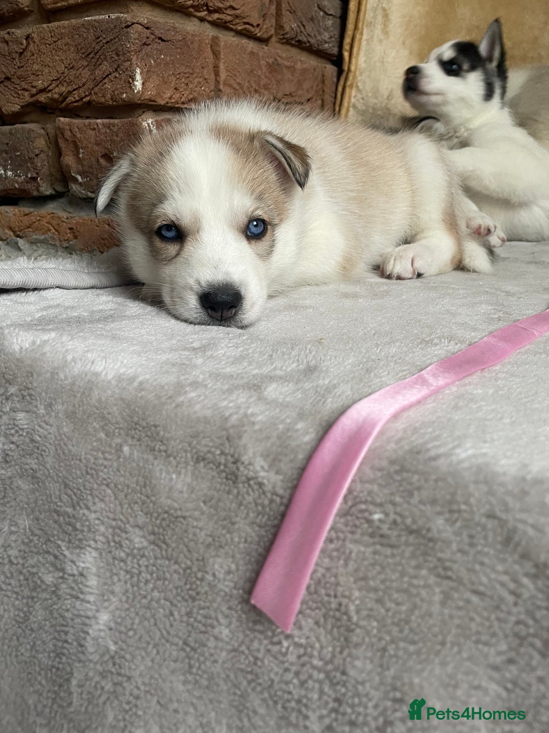 Siberian Husky dogs for sale: Siberian Husky Puppies  - Advert 21