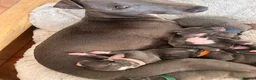 Italian Greyhound dogs for sale: Stunning litter of Italian greyhounds  in Stanley - Advert 2