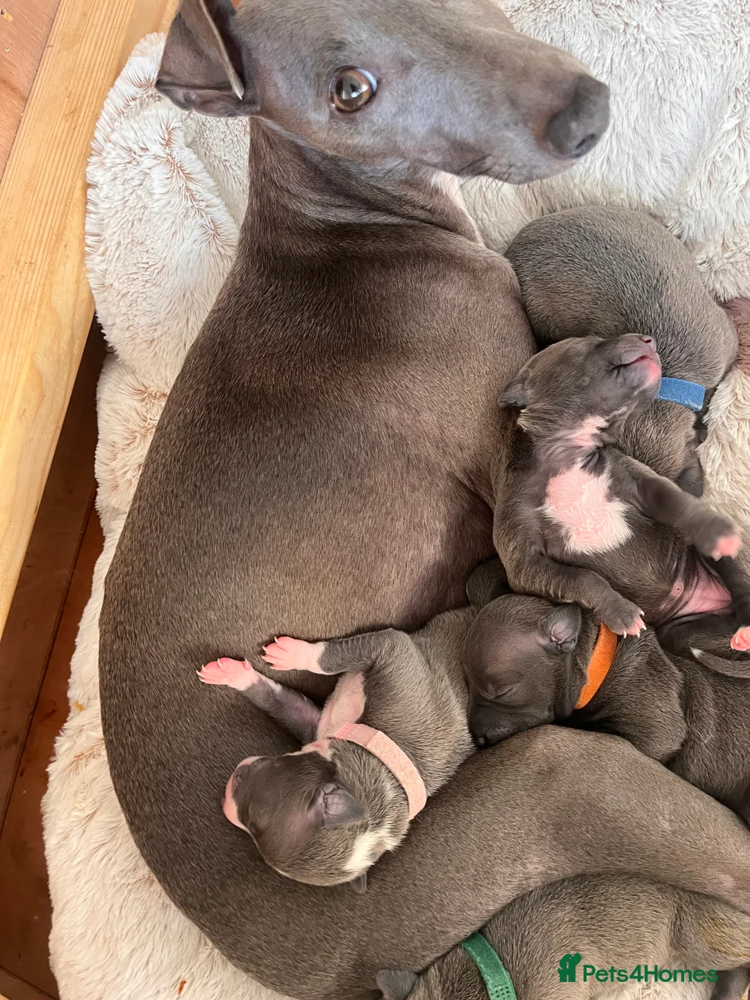 Italian Greyhound dogs for sale: Stunning litter of Italian greyhounds  in Stanley - Advert 2