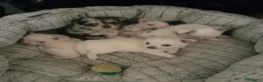 Long hair cream chihuahua 