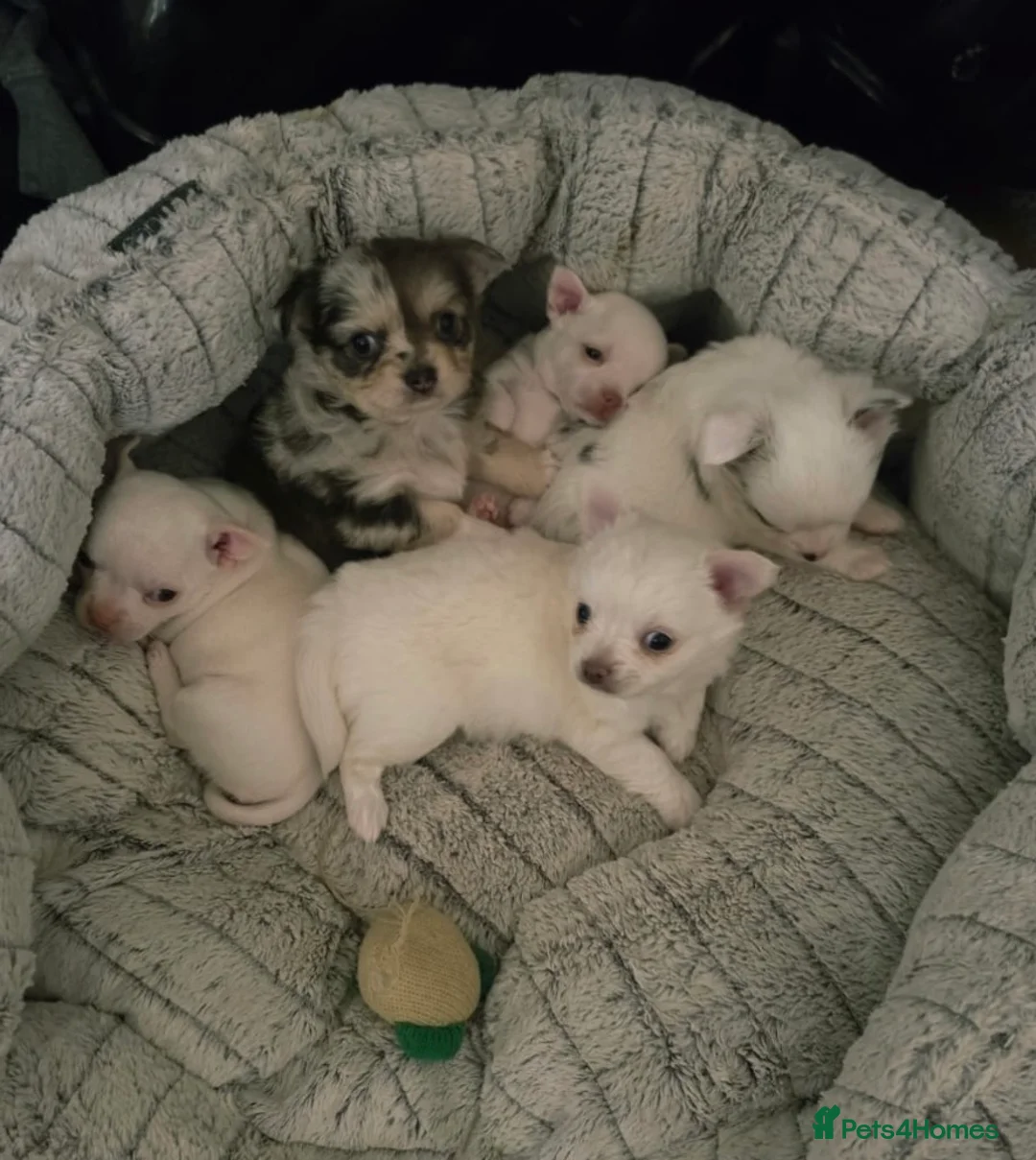 Chihuahua dogs for sale: 5 beautiful chihuahuas  - Advert 1