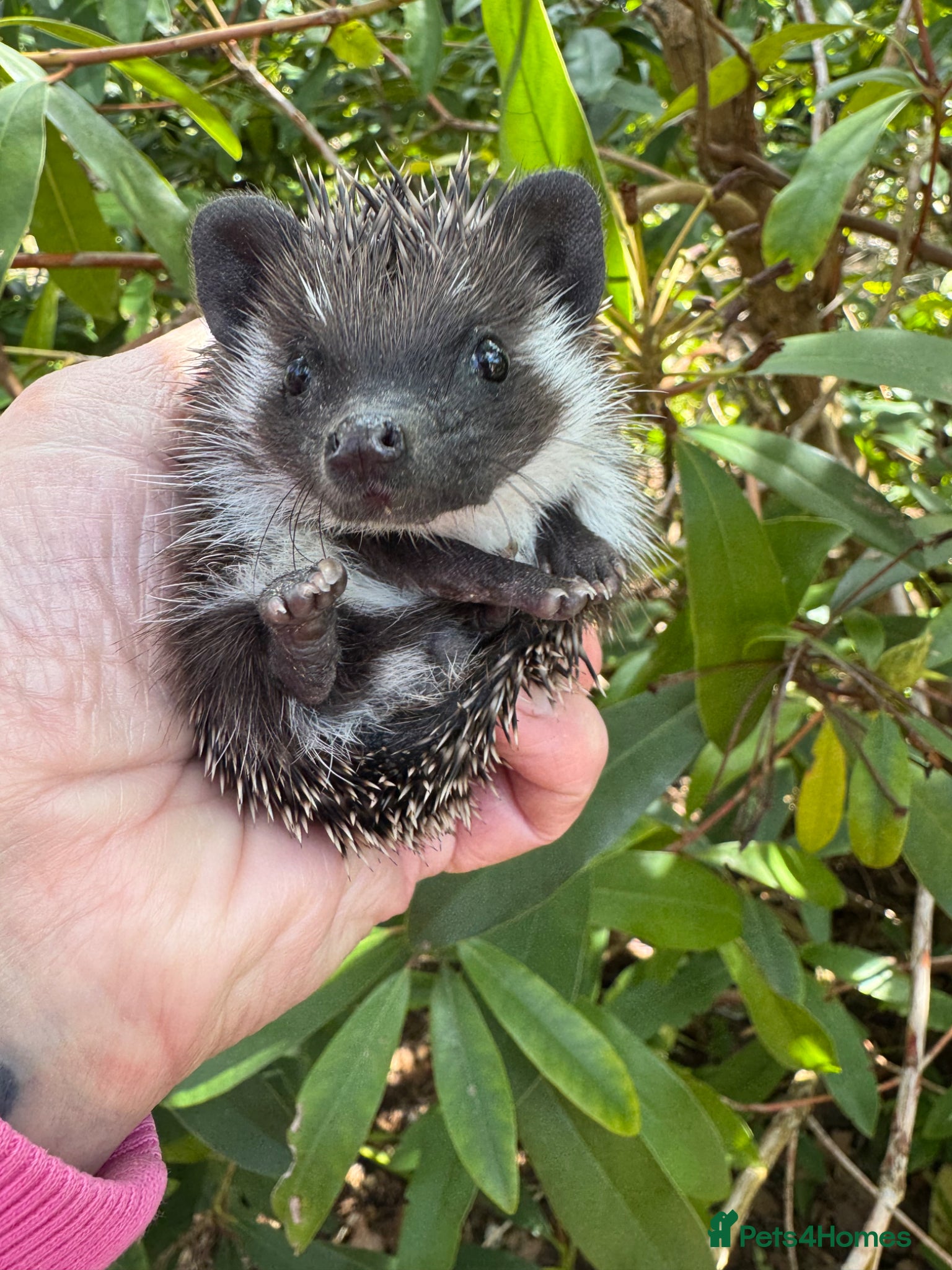 Pygmy Hedgehog rodents Stunning male baby hedgehogs x2 READY  now !   - Advert 16