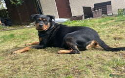 Rottweiler dogs for sale: Male Rottweiler puppy - Image 4