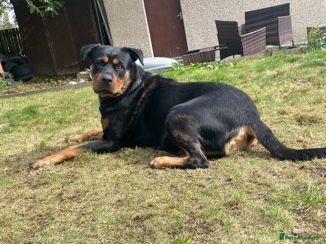 Rottweiler dogs for sale: Male Rottweiler puppy - Image 4
