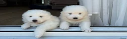 Samoyed dogs for sale: KC registered Samoyed puppies - Advert 5