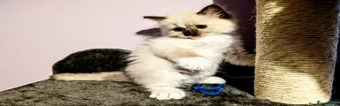 💙 MID BLUE — Seal Mitted Tortie Girl